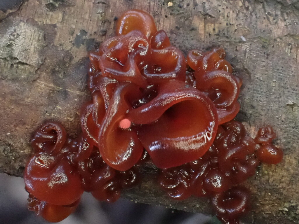 Sirobasidium magnum