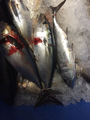 Thunnus atlanticus