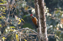 Chrysocolaptes guttacristatus