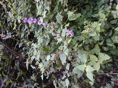 Salvia compsostachys