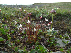 Epilobium davuricum