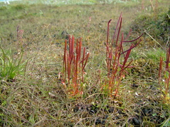 Epilobium davuricum