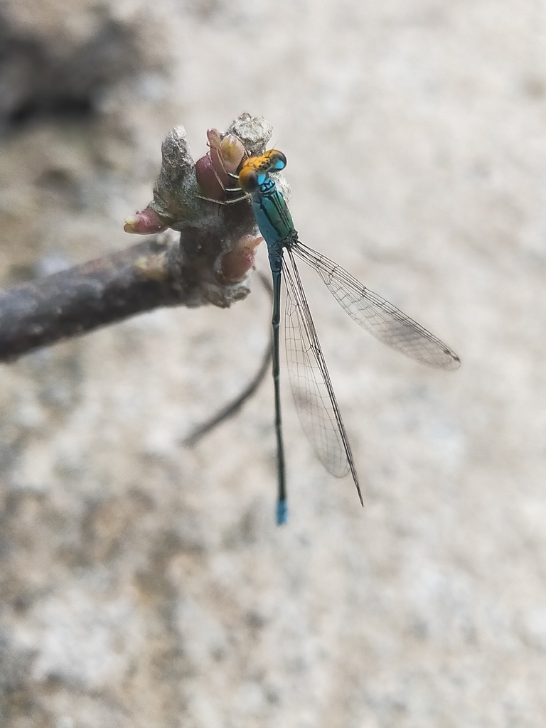 Pseudagrion rubriceps (Pseudagrion rubriceps)