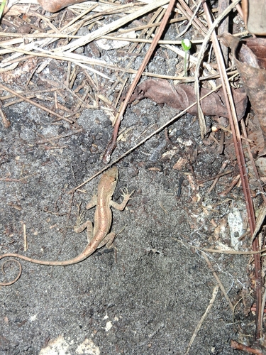 Brown Anole