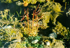 Epilobium davuricum