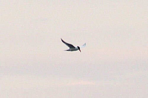 iNaturalist: (c) Dan Cozart, some rights reserved (CC BY-NC), uploaded by Dan Cozart iNaturalist image