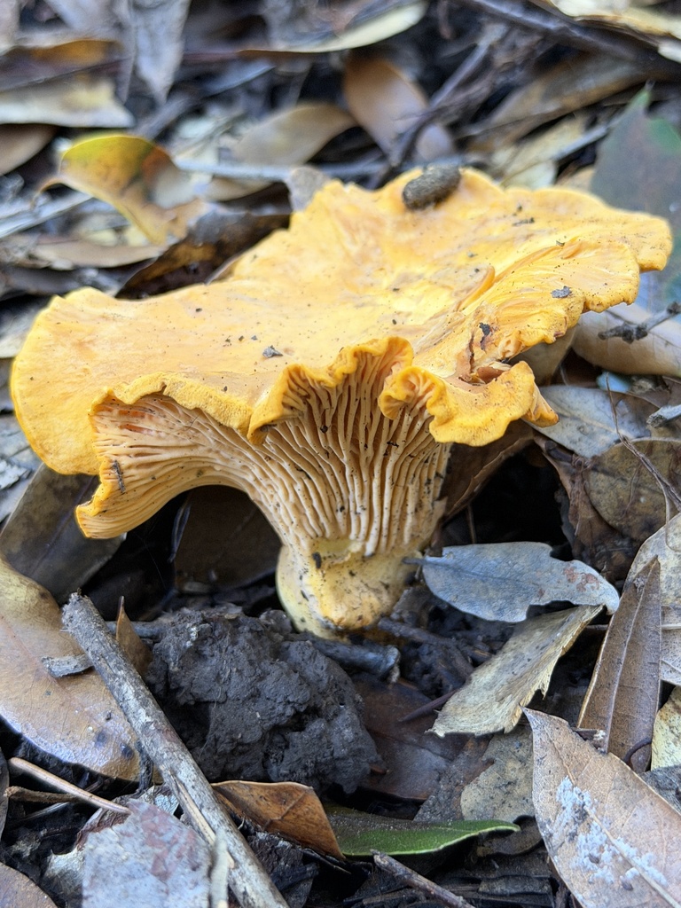 Cantharellus californicus