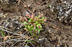 Epilobium davuricum