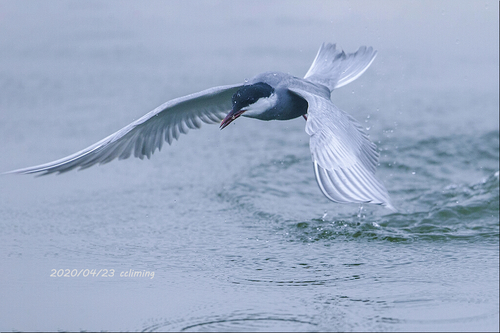 iNaturalist: (c) CC黎明, some rights reserved (CC BY-NC), uploaded by CC黎明 iNaturalist image