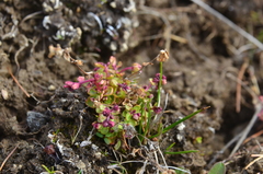 Epilobium davuricum