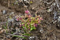 Epilobium davuricum