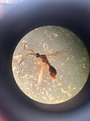 Diphoropria observed 2025-12-16