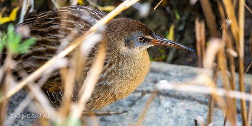Clapper Rail (Rallus crepitans), photo 6