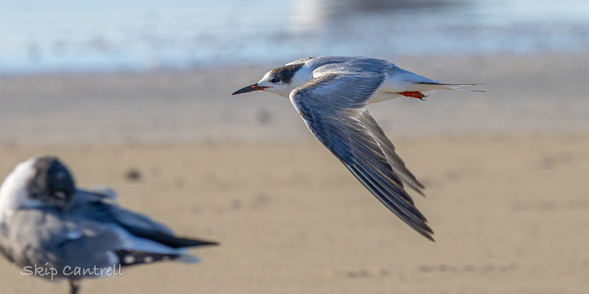 Common Tern (Sterna hirundo), photo 4