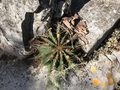 Ferocactus echidne victoriensis