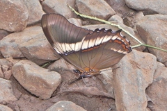 Siproeta epaphus trayja