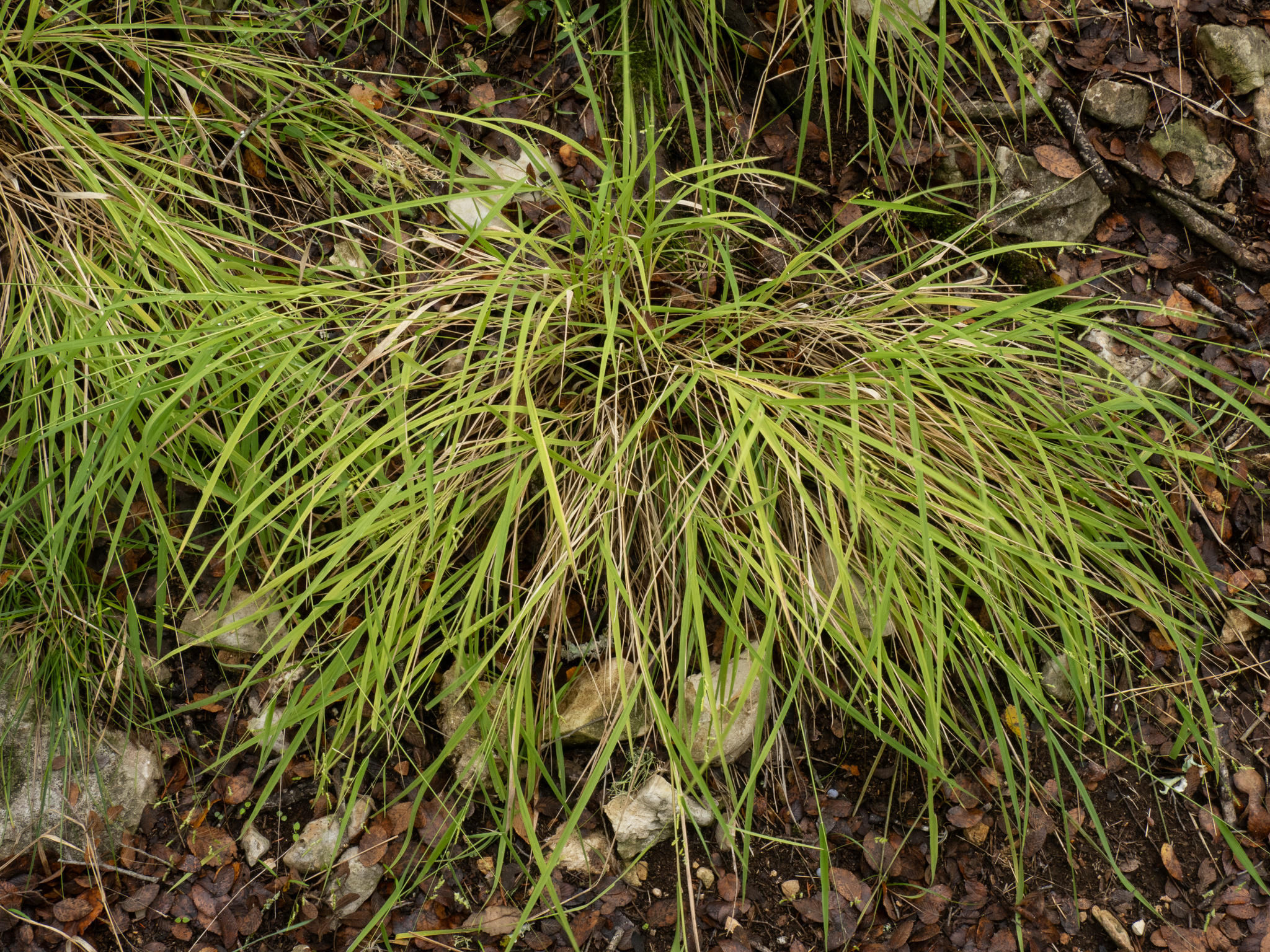 Bunch Cutgrass (Leersia monandra)
