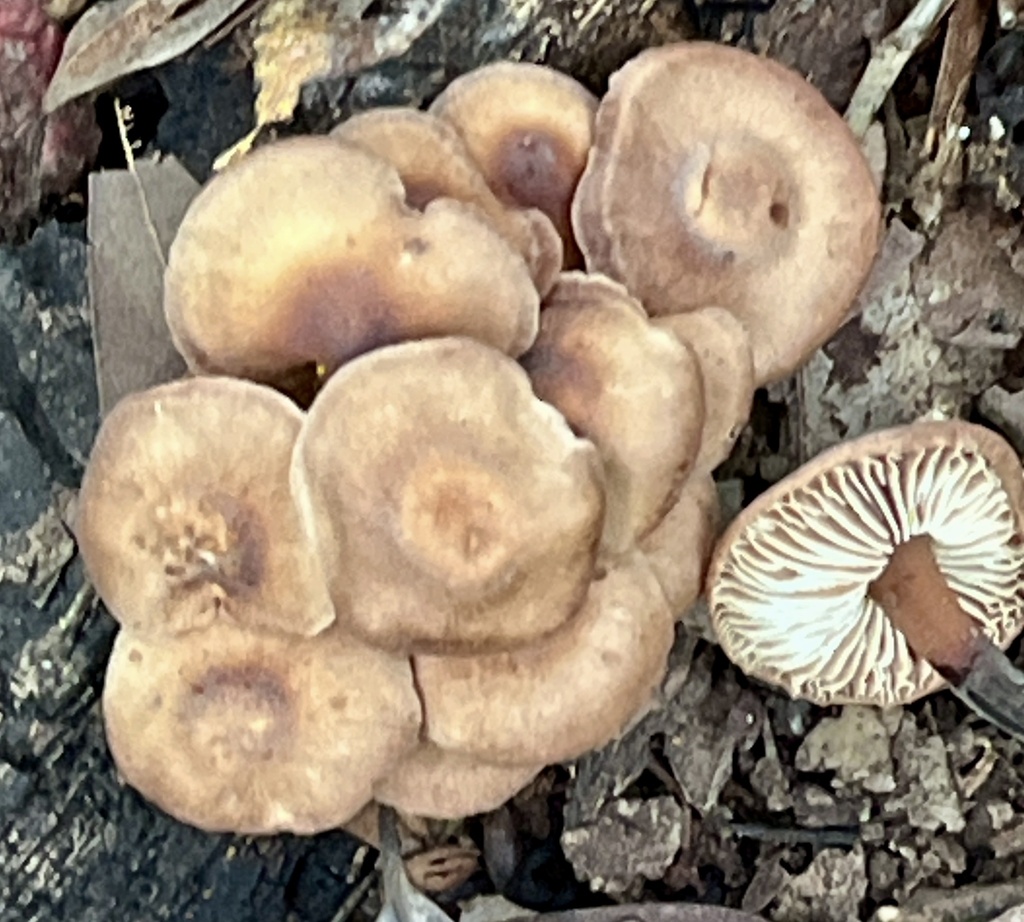 Gymnopus brassicolens · January 2026 · photo: © joqatana (iNaturalist, cc-by)