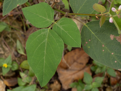 Lindheimer's Ticktrefoil (Desmodium lindheimeri)