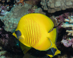 Chaetodon semilarvatus