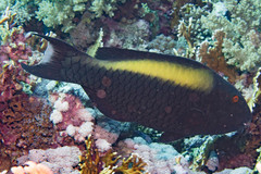 Cetoscarus bicolor