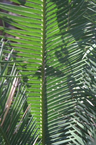 Dioon angustifolium, photograph 1