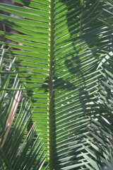 Dioon angustifolium