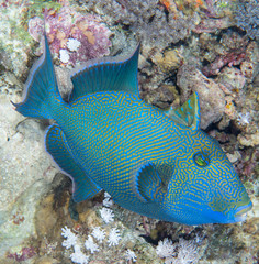 Pseudobalistes fuscus