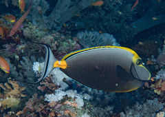 Elegant Unicornfish photo 5