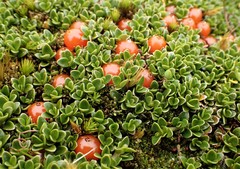 Coprosma perpusilla subantarctica