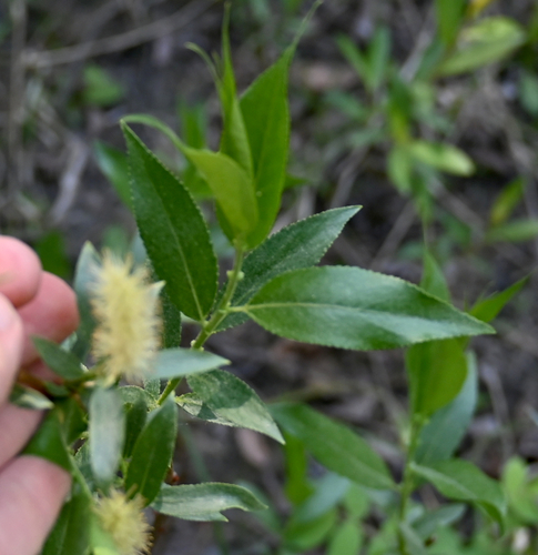 shining willow (Salix lucida)