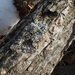 photo of Eastern Speckled Shield Lichen (Punctelia bolliana)