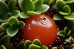 Coprosma perpusilla subantarctica