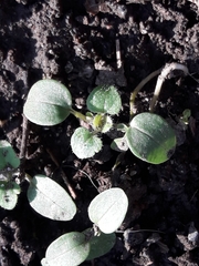 Veronica hederifolia