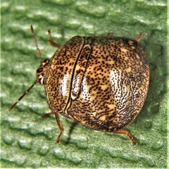 Megacopta punctatissima