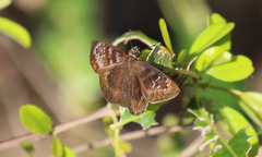 Ephyriades brunnea