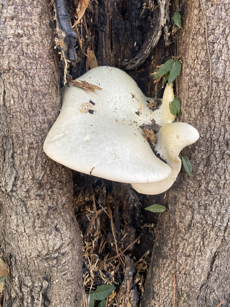 Pleurotus levis · January 2026 · photo: © april_coulon (iNaturalist, cc0)