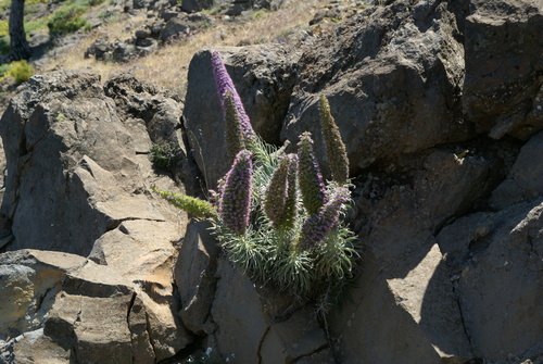 Echium perezii, photograph 4