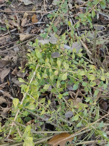 Ceriscoides turgida observed 2026-01-27