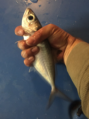 Trachurus lathami