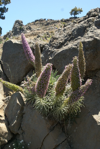 Echium perezii, photograph 5
