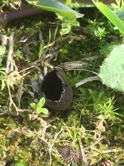Urnula