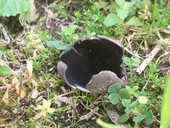 Urnula