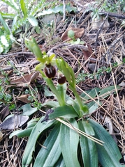 Ophrys sphegodes massiliensis