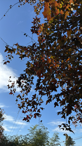 Chinese Sweetgum