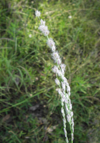 cotton grass (Digitaria brownii)