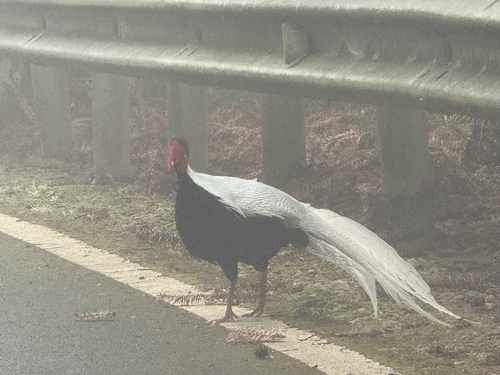 Silver Pheasant