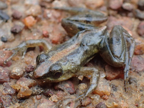 Accra River Frog, Phrynobatrachus latifrons