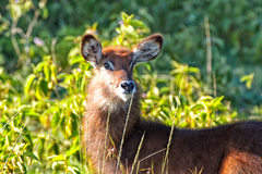 Kobus ellipsiprymnus defassa