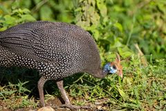 Helmeted Guineafowl photo 2